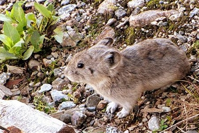 pika python